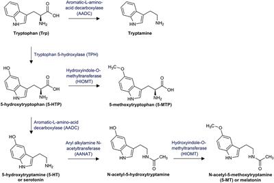 Inflammation-Induced Tryptophan Breakdown is Related With Anemia, Fatigue, and Depression in Cancer